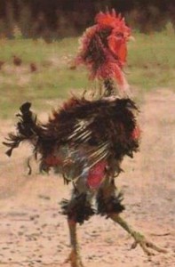 Ich bin ein Hahn,  ich bin ein Hahn,  ich bin ein Hahn,  ich bin ein Hahn,  ich bin ein Hahn,  ich bin ein Hahn,  ich bin ein Hahn,  ich bin ein Hahn, 