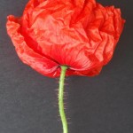 Foto: Koßma