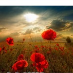ich wünsche mir Mohnblumen